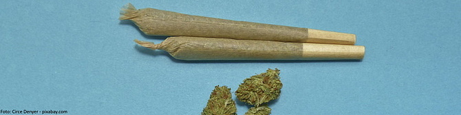 Auf einer blauen Unterlage liegen zwei Joints und Cannabisblüten.